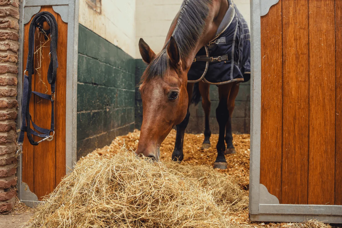 Paard dat hooi eet in de deuropening van zijn stal